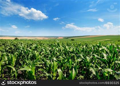 Bright green cornfield and blue sky with light cumulus clouds. Agricultural landscape.