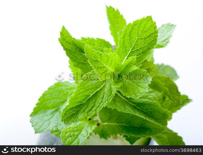 Bright green fresh mint leaves, close up, on a light background