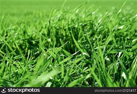 Bright green grass close-up, selective focus. Natural bokeh, green park or field. Natural green plants landscape, ecology of local space, care for nature. Idea of fresh wallpaper as background