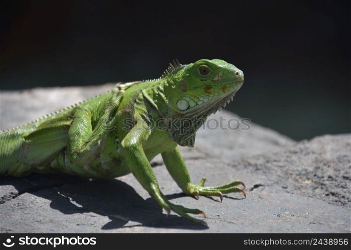Bright green iguana itching with his back foot on a rock.