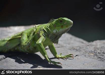 Bright green iguana itching with his back foot on a rock.