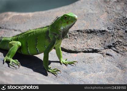 Bright green iguana on a large rock in the Aruba sun.