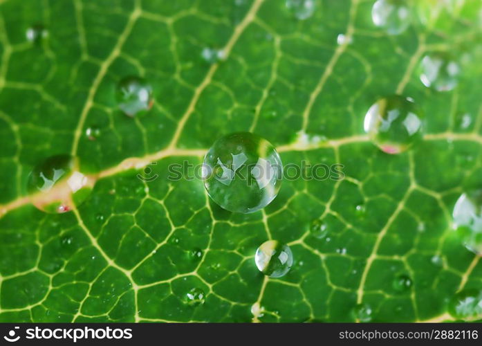 bright green leaf and water drop close up