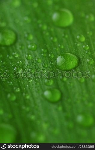 bright green leaf and water drop close up