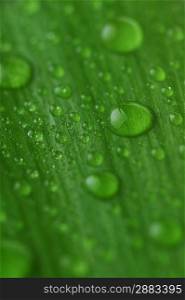bright green leaf and water drop close up