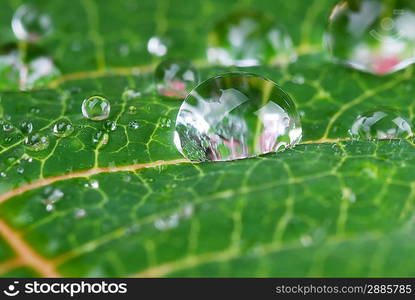 bright green leaf and water drop close up