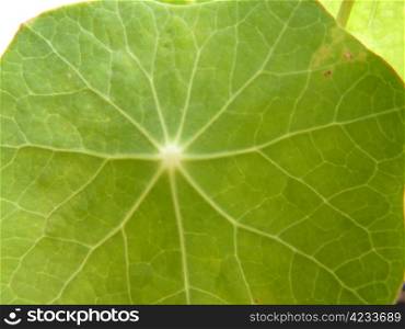 bright green leaf as a background
