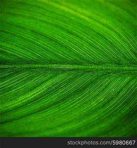bright green leaf close up, texture
