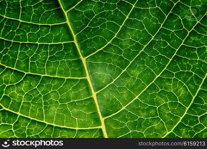 bright green leaf close up, texture