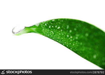 bright green leaf with water drop