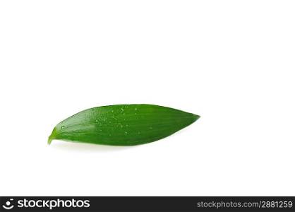 bright green leaf with water drop
