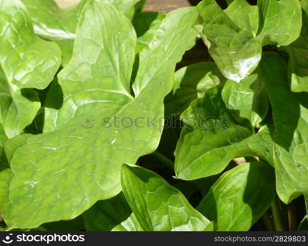 bright green leaves