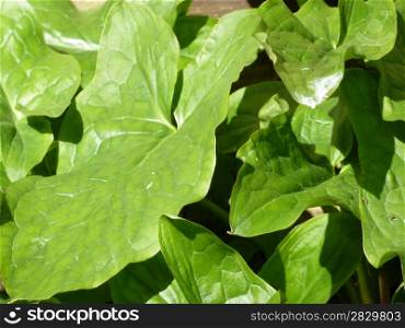 bright green leaves