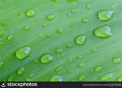 Bright green leaves and have droplet water in the morning air for design nature background in your work.