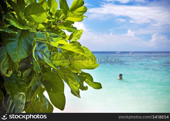 Bright green leaves and tropical waters with a blurred swimmer