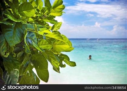 Bright green leaves and tropical waters with a blurred swimmer