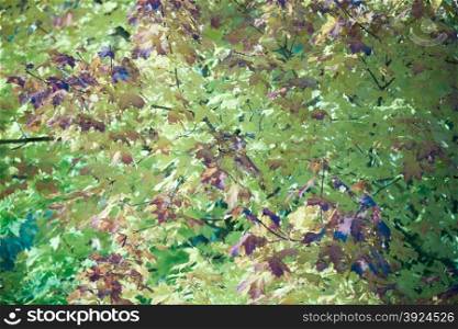 Bright green leaves in the natural environment. Summer maple tree nature background