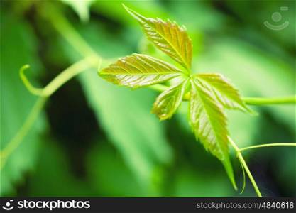 Bright green leaves of a young hops close-up