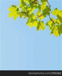 Bright green leaves of maple tree against blue sky