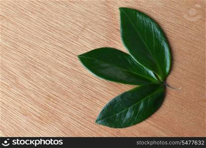 bright green leaves on wooden background