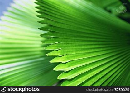 Bright green palm leaves closeup
