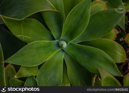 Bright image of spineless century plant with white wall and other plant in background, Agave attenuata. ( Agave Dragao )