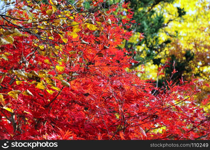 Bright Japanese maple or Acer palmatum branches on the autumn garden