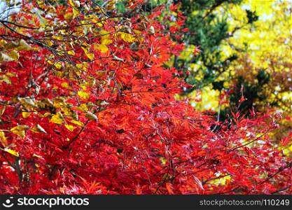 Bright Japanese maple or Acer palmatum branches on the autumn garden