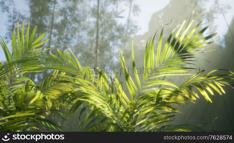 bright light shining through the humid misty fog and jungle leaves, lush green tropical forest. bright light shining through the humid misty fog and jungle leaves