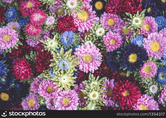 Bright multicolor asters decorative background