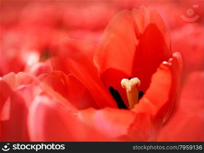 Bright nature background with red beautiful tulip