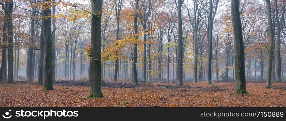 bright orange brown colors in autumnal forest near zeist and utrecht in the netherlands