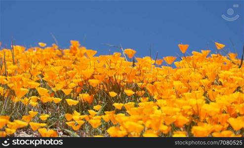 Bright orange California poppies against a bright blue spring sky