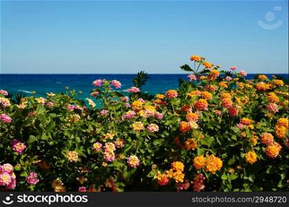 Bright orange flowers on a background of blue sea