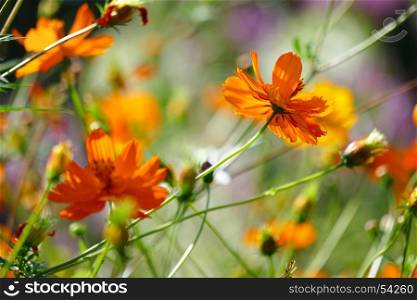 Bright orange flowers violets on the summer flowerbed. Soft focus. Blurring background.
