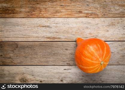 bright orange hubbard winter squash on a grunge weathered barn wood with a copy space