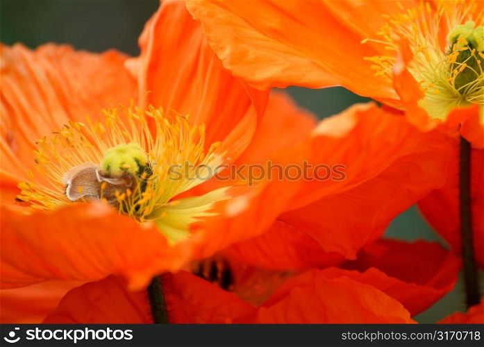 Bright Orange Iceland Poppies