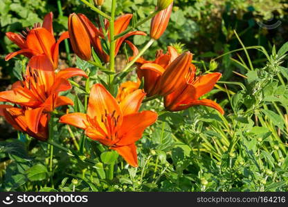 Bright orange lily flowers in the sunny garden.