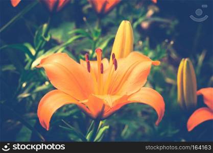 Bright orange lily flowers in the sunny garden vintage background.