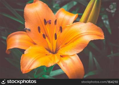 Bright orange lily flowers in the sunny garden vintage background.