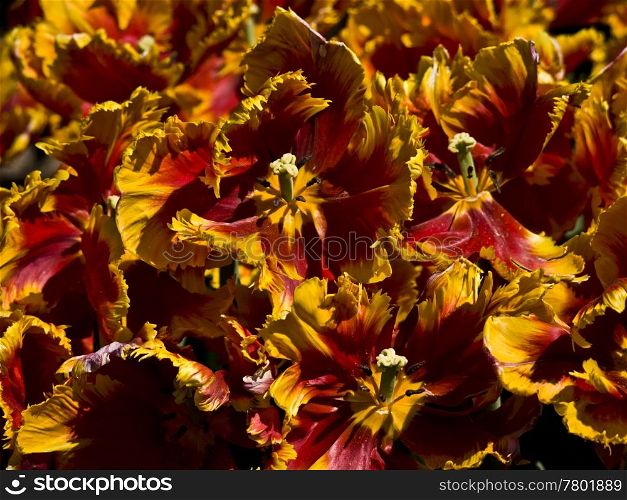 Bright Parrot Tulip. Bright Parrot tulips in yellow and orange