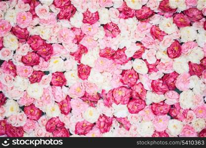 bright picture of background full of white and pink peonies