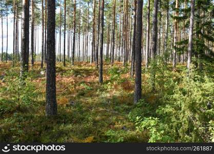 Bright pine tree forest by early fall season