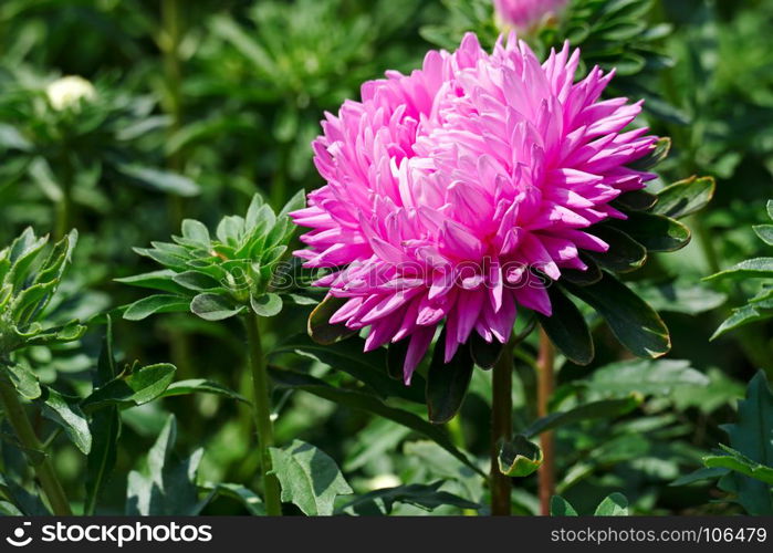 Bright pink aster flower on a flowerbed in a city park.