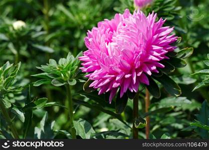 Bright pink aster flower on a flowerbed in a city park.