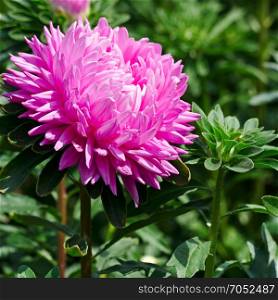 Bright pink aster flower on a flowerbed in a park.