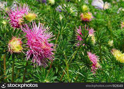 Bright pink asters on a flower bed in the park. Floral background.