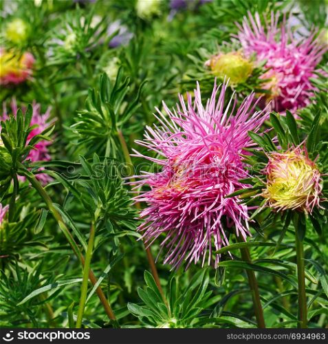 Bright pink asters on a flowerbed in the park. Floral background.