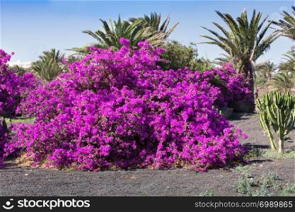 Bright pink bush of Bougainvilleas blooming in the park, on a picon, Lanzarote, Spain - Image