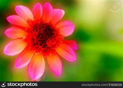 Bright Pink Flower With Blurred Background